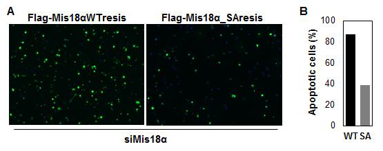 Mis18α의 인산화와 세포사멸 간 의 상관관계 분석.