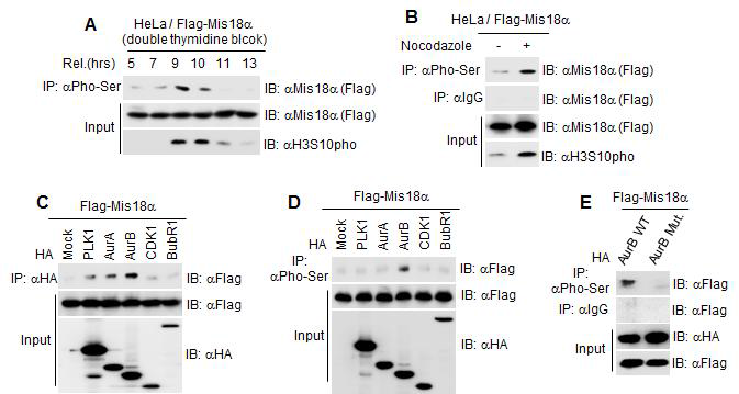 Aurora kinase B에 의한 Mis18α의 mitosis 특이적 인산화.