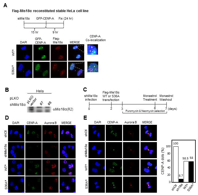 Mis18α의 36번째 serine 인산화가 CENP-A deposition에 미치는 영향 분석.