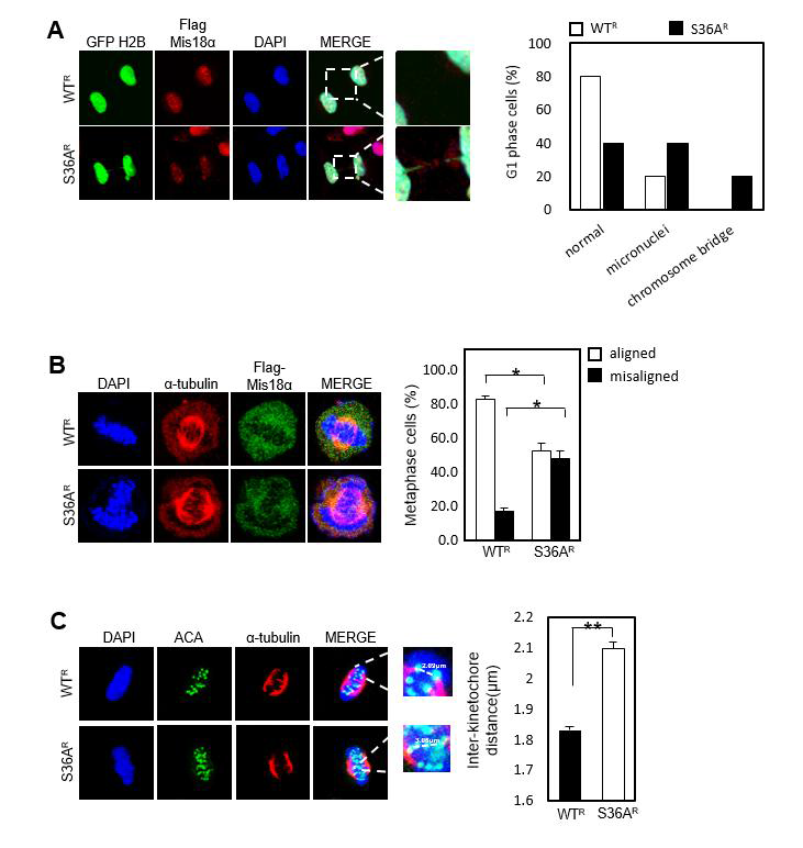 Mis18αS36A에서 mitotic defect가 증가함.