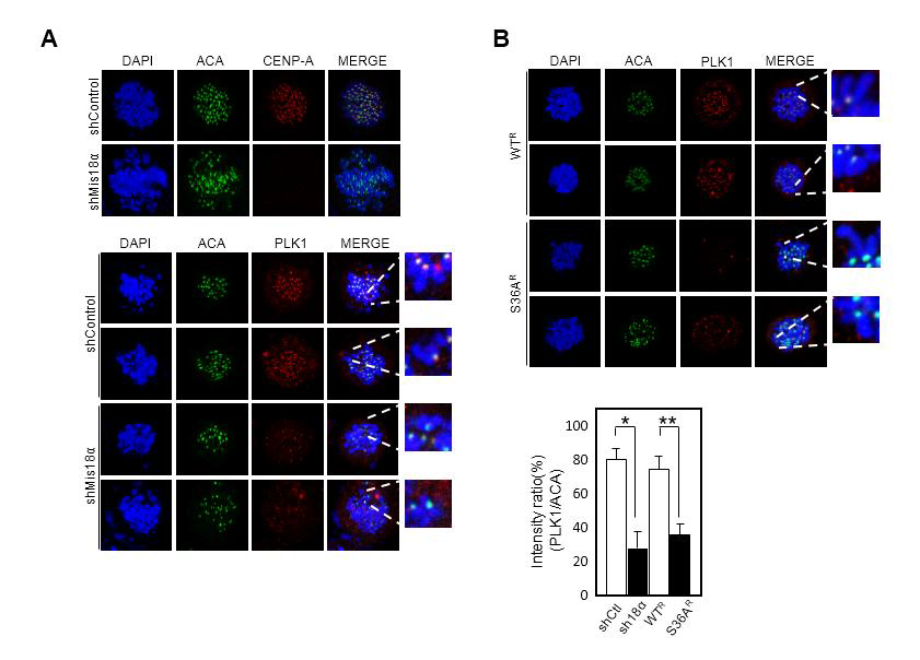 Mis18α의 인산화는 PLK1의 kinetochore localization에 중요함.