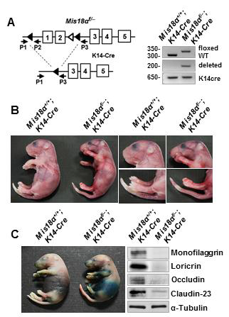 Keratinocyte-특이 적 Mis18α 결손생쥐 제작 및 분석.