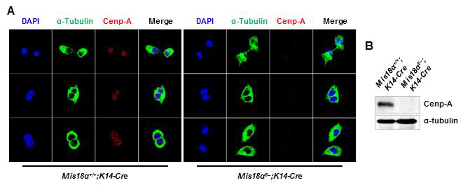 Mis18α가 결손 된 keratinocyte에서 Cenp-A의 발현 및 centromere localization 분석