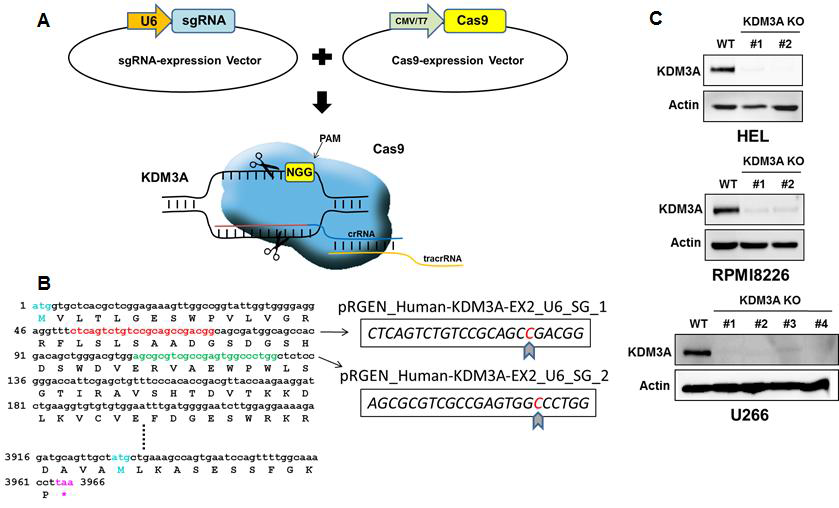 CRISPR/Case9 시스템을 이용한 KDM3A knockout 세포주 구축.