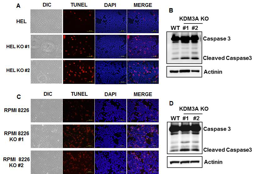 HEL, RPMI8226 세포에서 KDM3A knockout이 세포사멸에 미 치는 영향 분석.