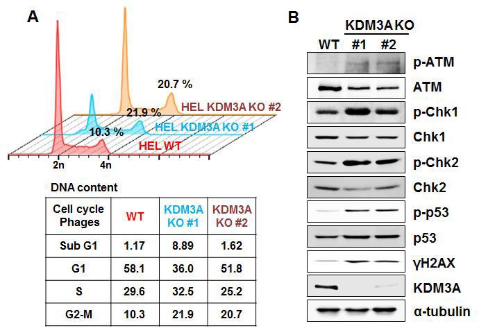 KDM3A가 knockout된 HEL 세포주 에 대하여 DNA 손상반응을 분석함.