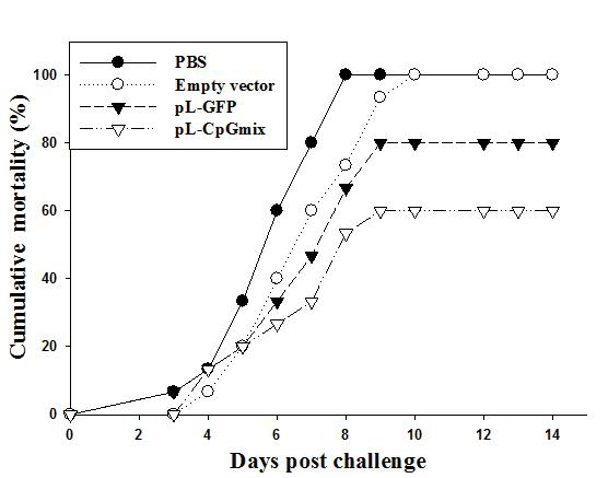Cumulative mortality of olive flounder (Paralichthys olivaceus) fingerlings by a viral hemorrhagic septicemia virus (VHSV) challenge. Fish were intraperitoneally (i.p.) injected with 100 μg of pL-CpGmix, pL-GFP, empty vector (pLITMUS 28i), or phosphate buffered saline (PBS) alone. On 3 d post-injection, the fish were intramuscularly (i.m) injected with VHSV at 103PFU/fish.