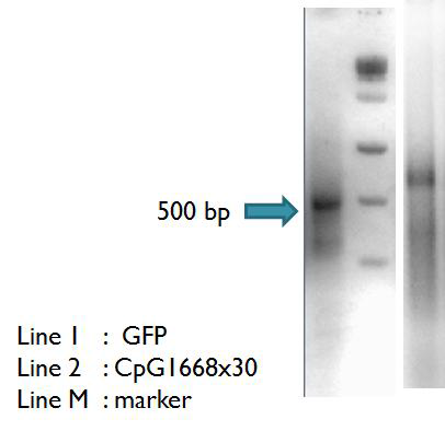 Preparatiopn of long double-stranded RNA encoding green fluorescent protein and 30 copies of CpG 1668 motif.