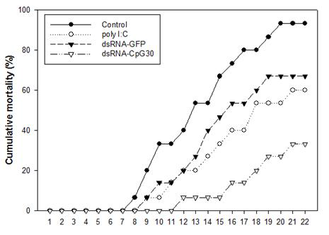 Therapeutic effect of poly I:C, dsRNA-GFP, and dsRNA-CpG1668 (CpG30).