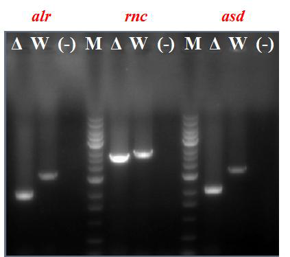 PCR amplification of alr, rnc and asd genes of the wild-type Edwardsiella tarda NH1 (Lane W) and the △alr△rnc△asd E. tarda (Lane △). Lane M is a 1 kb ladder (Bioneer, Korea).