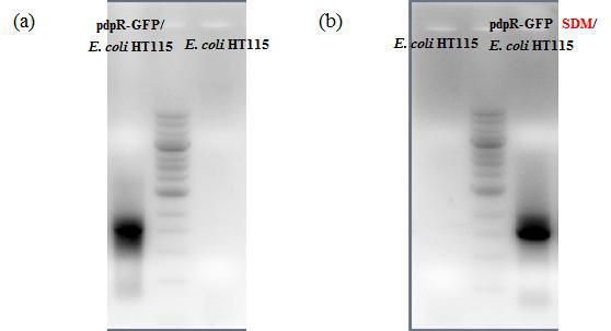 Expression of long double-stranded RNA from E. coli HT115 transformed with long double-stranded RNA producing vector.
