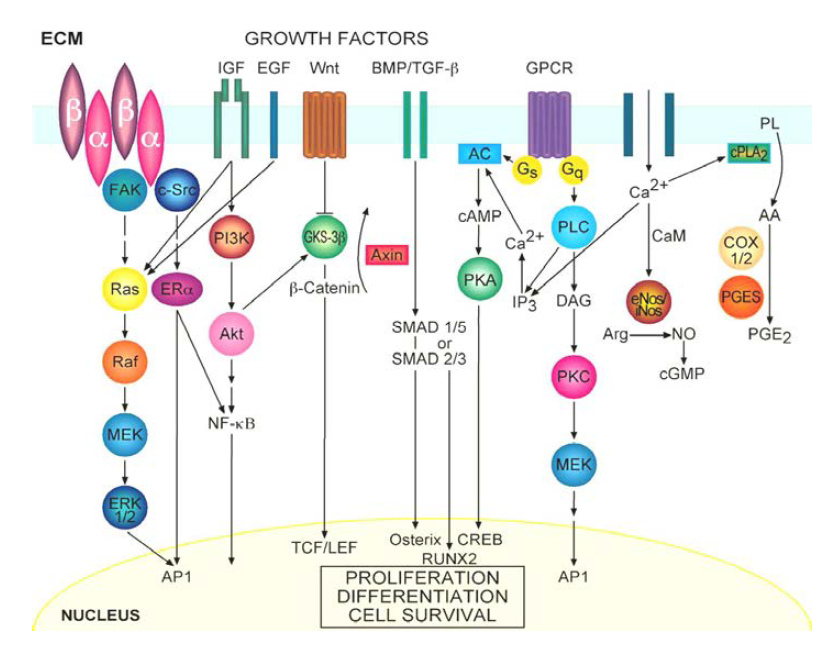 골세포의 mechanotransduction pathway. 출처: Lieder 등 (2006) BBRC, 349:1-5.