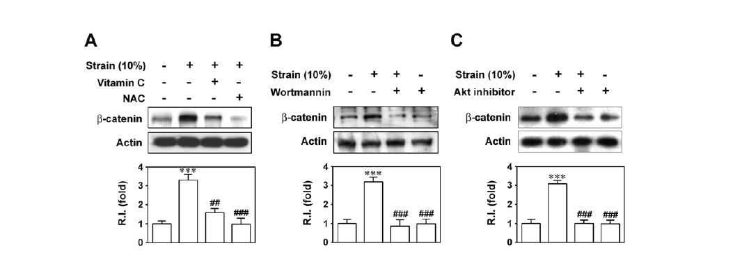 Strain 유도성 b-catenin의 발현증가와 관련 기전의 확인.