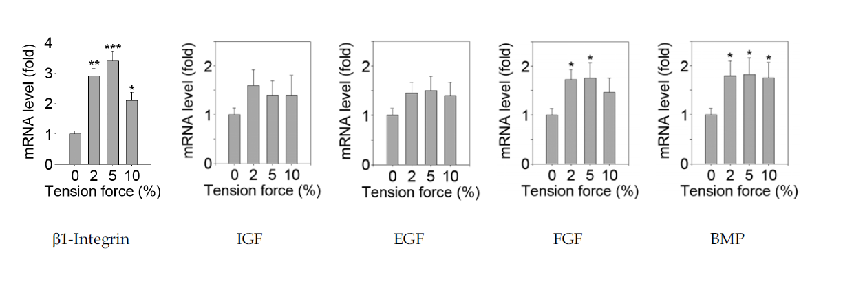 Tension force(strain)에 따른 세포막수용체 및 골형성조절인자의 유전자 발현양상.