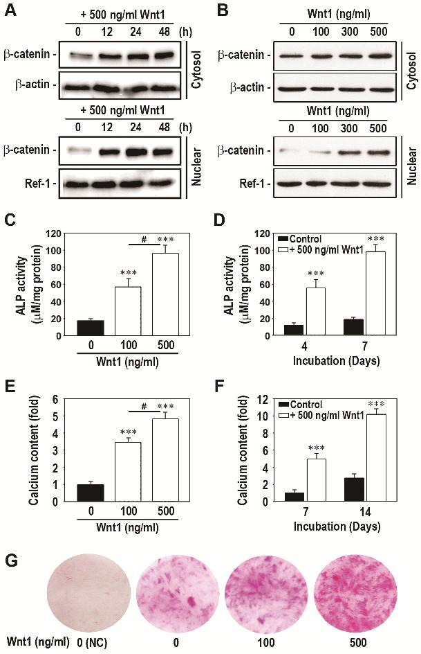 Wnt1 처리에 따른 b-catenin의 발현 및 핵 내 이동 증가와 조골세포분화 활성.
