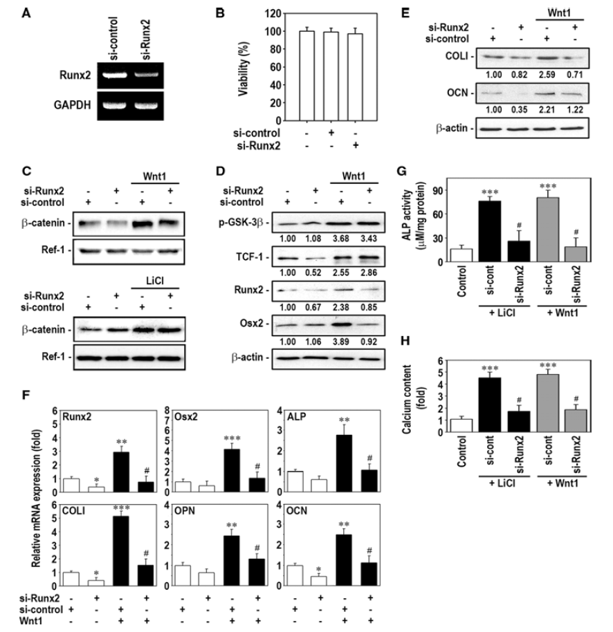 siRNA-mediated knockdown of Runx2 inhibits mineralization of Wnt1- or LiCl-stimulated hPLFs without prevention of nuclear βcatenin translocation.