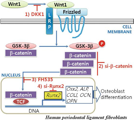 Model for signal transduction pathways involved in Wnt1-stimulated osteogenesis of hPLFs.