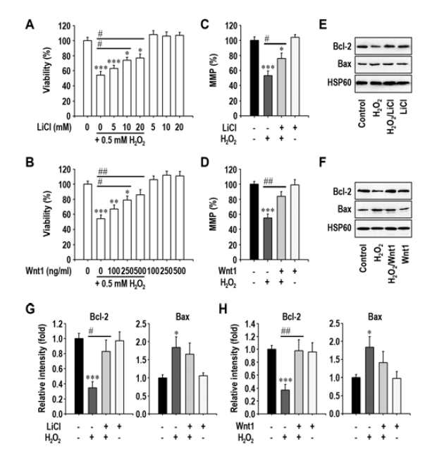 과산화수소 처리에 의한 세포생존율저하, MMP 감소, Bcl2 faminly 발현변화 및 LiCl과 Wnt1 처리에 의한 억제효과.