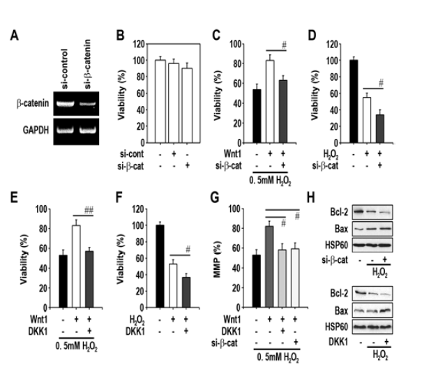 si-beta-catenin이 과산화수소 유도성 세포생 존율과 MMP 저하에 미치는 효과.