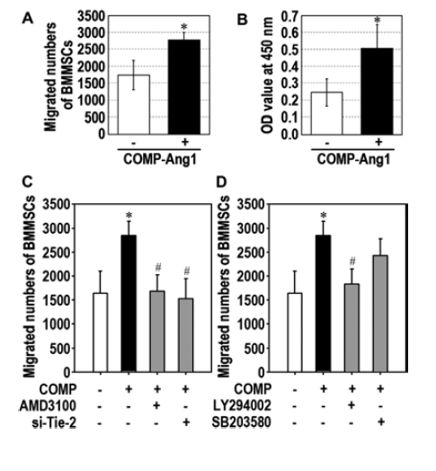 COMP-Ang1-stimulated migration of BMMSCs via activation of Tie-2-mediated PI3K/Akt pathway.