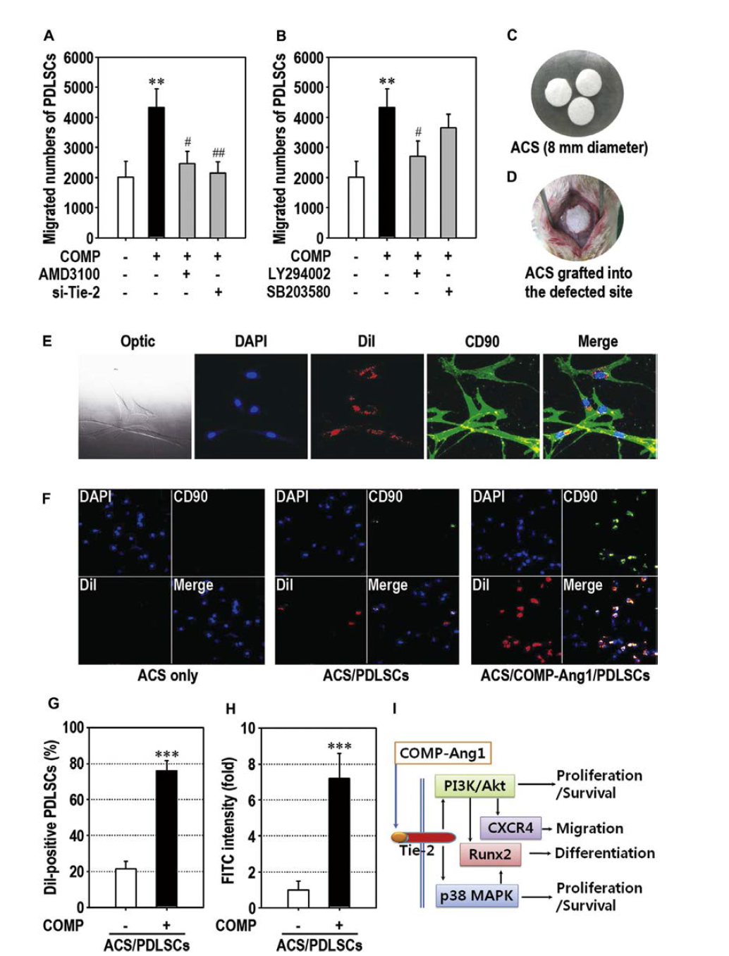 COMP-Ang1 stimulates in vitro and in vivo migration of PDLSCs.