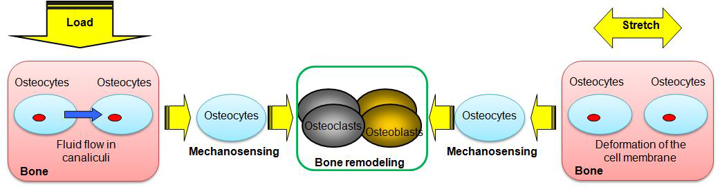 골세포의 mechanosensing과 골 개조