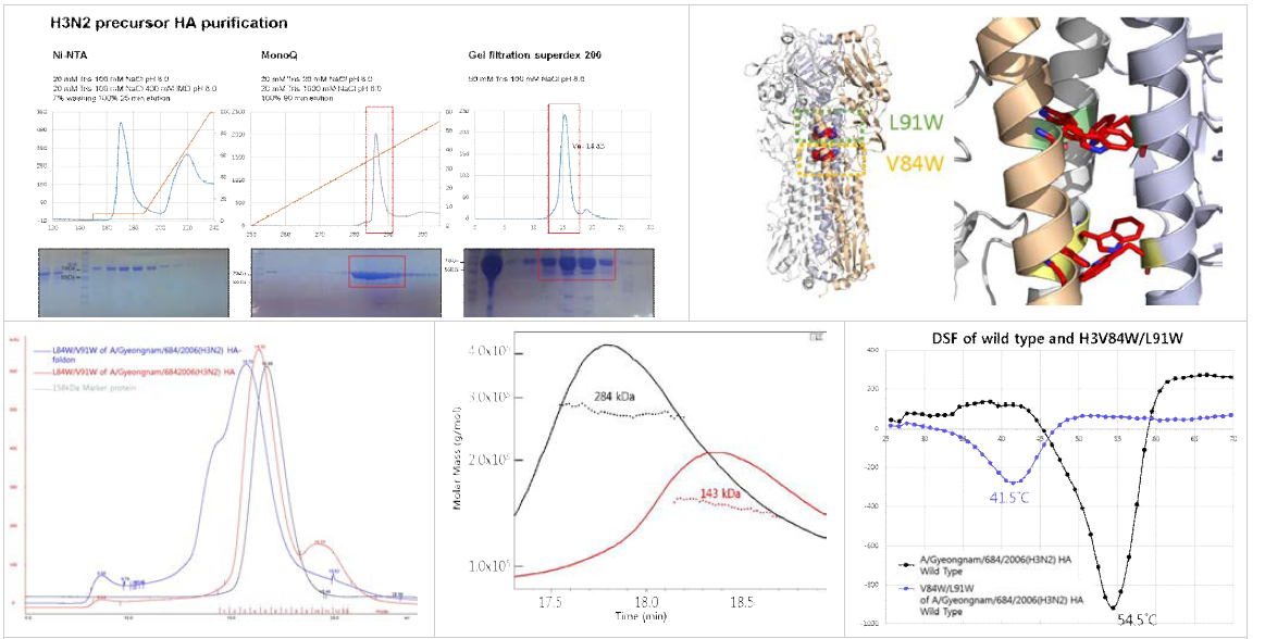 H3 Gy684 trimer HA 단백질 정제 (위, 왼쪽) 및 V84W/L91W double mutant 디자인 (위, 오른쪽). H3 Gy684 V84W/L91W double mutant의 발현 및 monomeric mutant 단백질의 정제 (아래, 왼쪽부터).