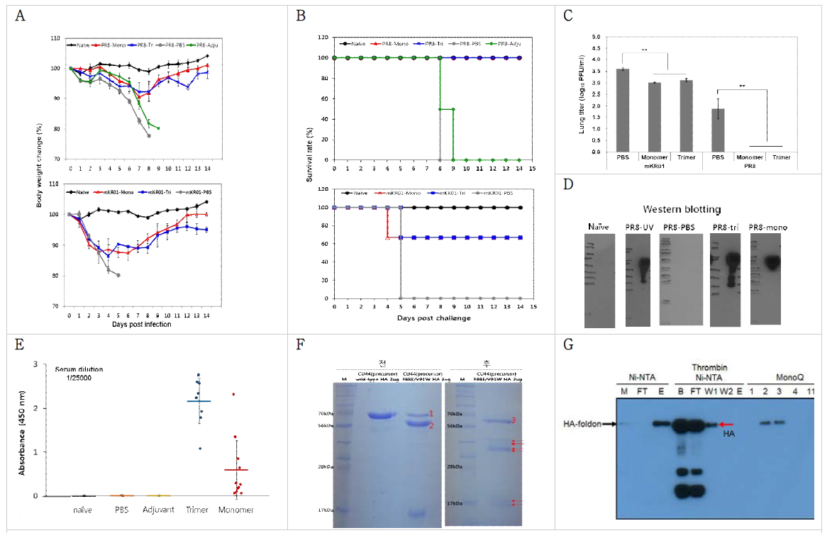 CU44 HA F88E/V91W monomer의 마우스 백신 효능 실험 결과.