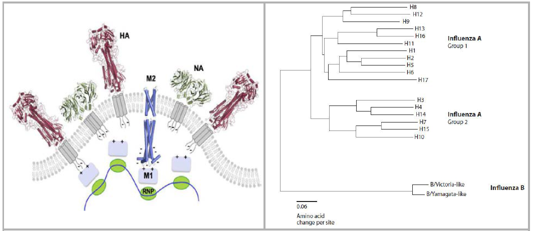 인플루엔자 바이러스 표면 단백질: HA, NA 및 M2 (왼쪽, BBA, 2011), 바이러스 그룹분류 (오른쪽).