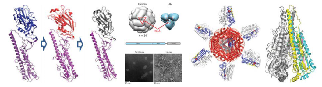 Chimeric HA 개발 (mBio 2010), HA-Hpf fusion 단백질 특성 (Nature, 2013), HA-Hpf fusion 항원과 HA stem region 항원 (Nat Med 2015; Sci 2015) (18)(왼쪽부터).