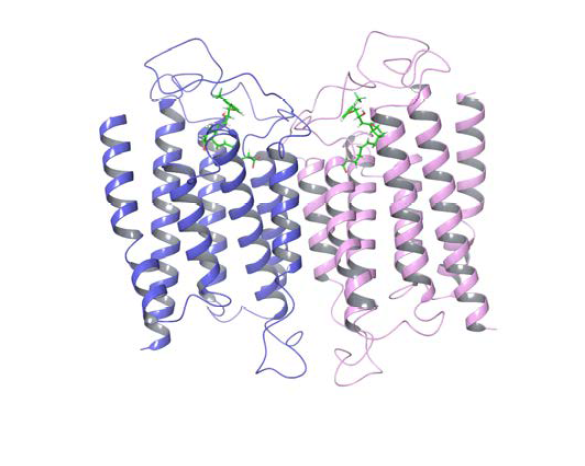예측된 novel GPCR의 dimer 구조와 native ligand의 결합모 습
