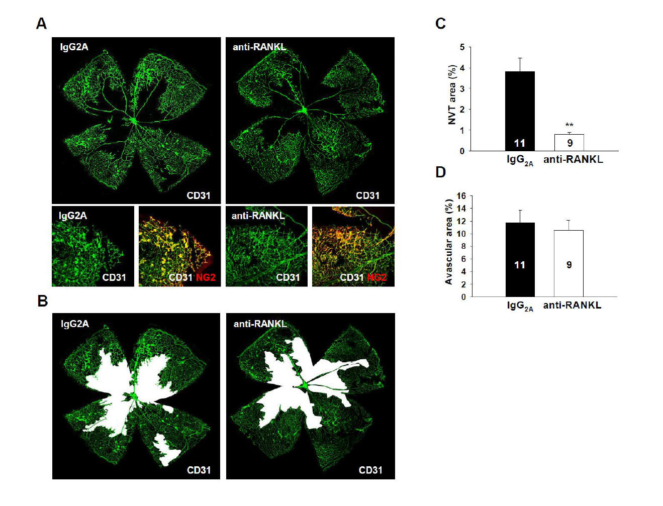 산소-유도 망막병증 모델 생쥐의 유리강내로 주입한 RANKL 단일클론항체의 신생혈관 억제 효과.