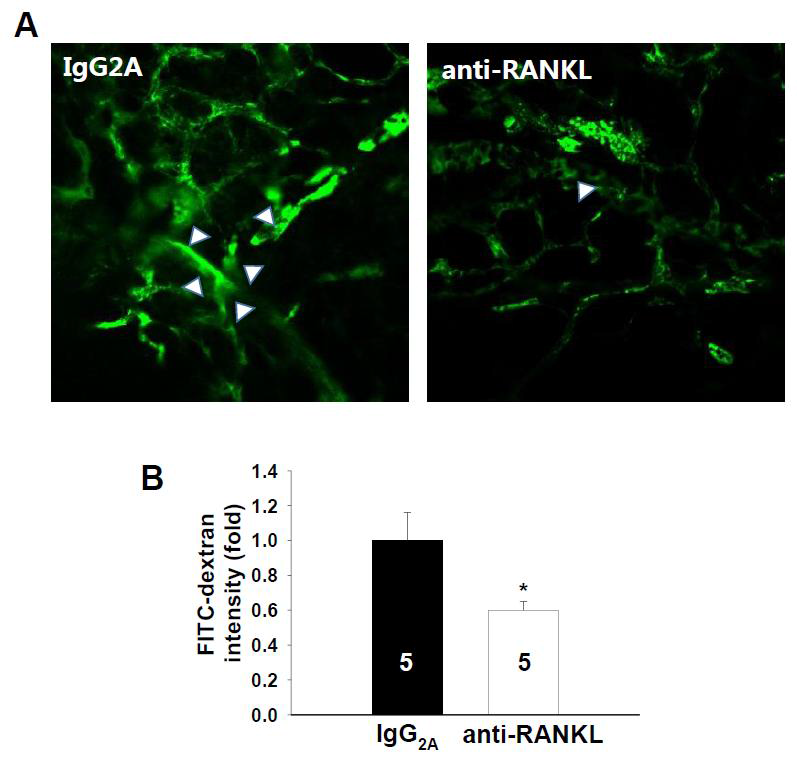 산소-유도 망막병증 모델 생쥐의 유리강내로 주입한 RANKL 단일클론항체의 혈관 투과성 억제 효과.