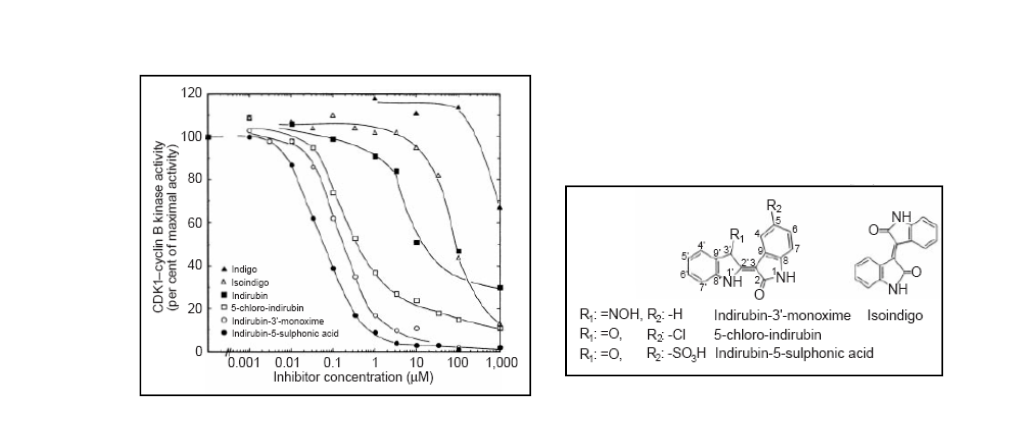 인디루빈 유도체의 CDK 억제 효과