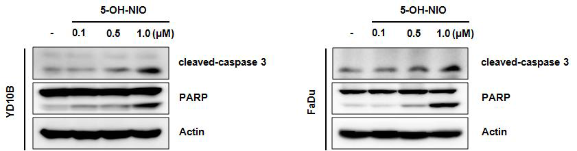 구강암 세포에서 5-OH-NIO의 세포사멸 유도 효과