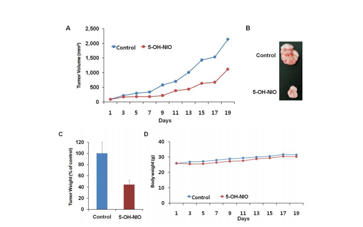 구강암 실험동물 모델에서 5-OH-NIO의 종양 억제 효과