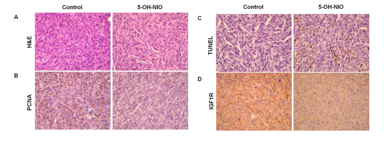 5-OH-NIO 처리 동물 조직에서 H&E 염색과 면역조직화학염색