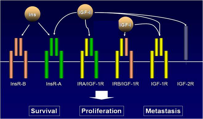 인슐린 유사 성장인자 수용체