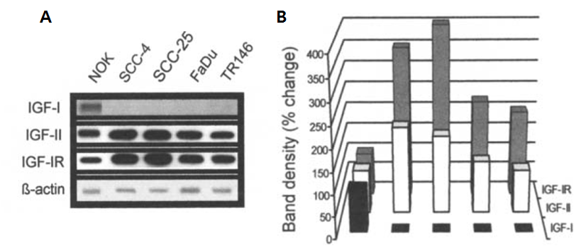 구강암 세포에서 인슐린 유사 성장인사 1형 수용체의 과발현