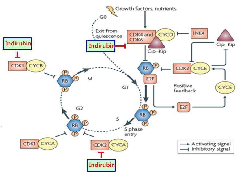 CDKs가 cell cycle에 미치는 영향