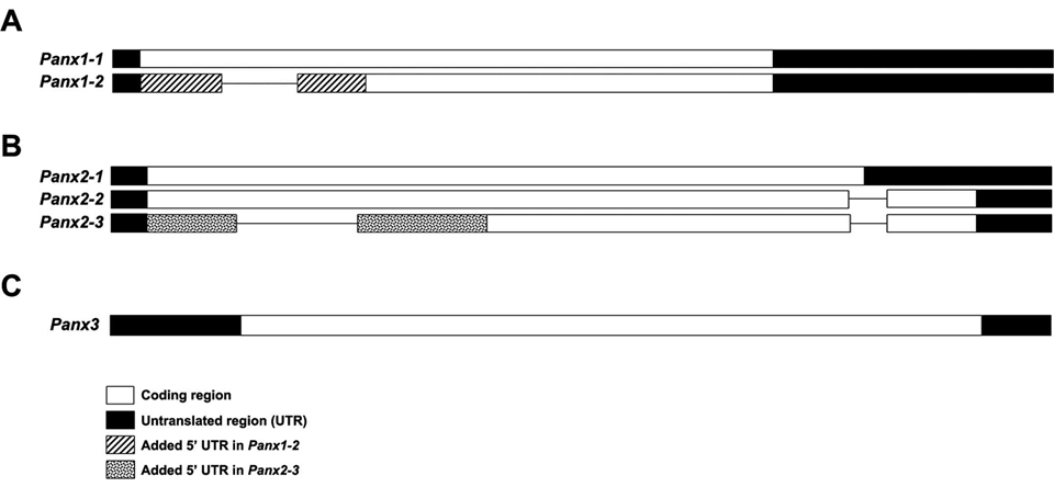 닭에서 나타나는 Panx1, Panx2, Panx3의 mRNA서열과 isoform의 구조.