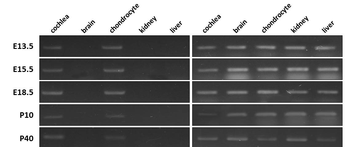 Panx3의 마우스 시기별, 조직별 RNA 발현 양상.