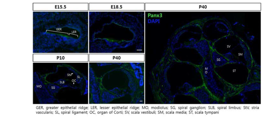 달팽이관에서 마우스 시기별 Panx3의 발현 양상.