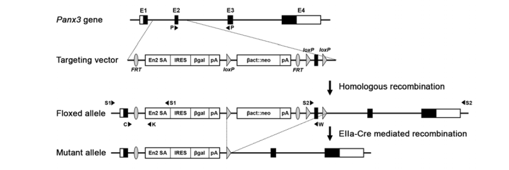 Panx3 knockout 마우스 제작을 위한 vector 구조와 과정.