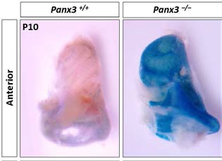 생후 10일된 마우스의 달팽이관에서 Panx3+/+, Panx3−/− 에서의 lacZ 발현 확인.