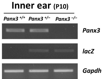 내이에서 Panx3+/+, Panx3+/−, Panx3−/− 의 RNA 상에서 Panx3와 lacZ의 발현 확인