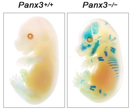 마우스 몸 전체에서 Panx3가 발현하는 부위의 확인.