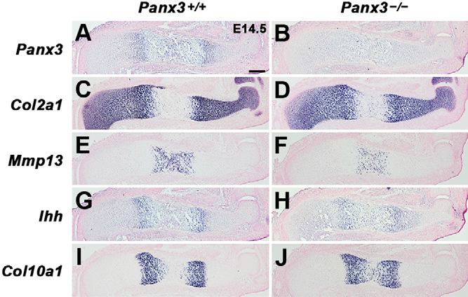 E14.5 시기에 Panx3−/− 마우스의 상완골에서 보이는 비정상적인 비대 연골세포의 분화.