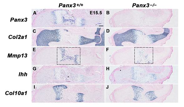 Panx3−/− 마우스에서 비대 연골세포에서 말기 연골세포로의 분화 지연.