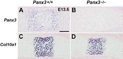 비대 연골세포의 형성이 정상적으로 시작되는 Panx3−/− 마우스.